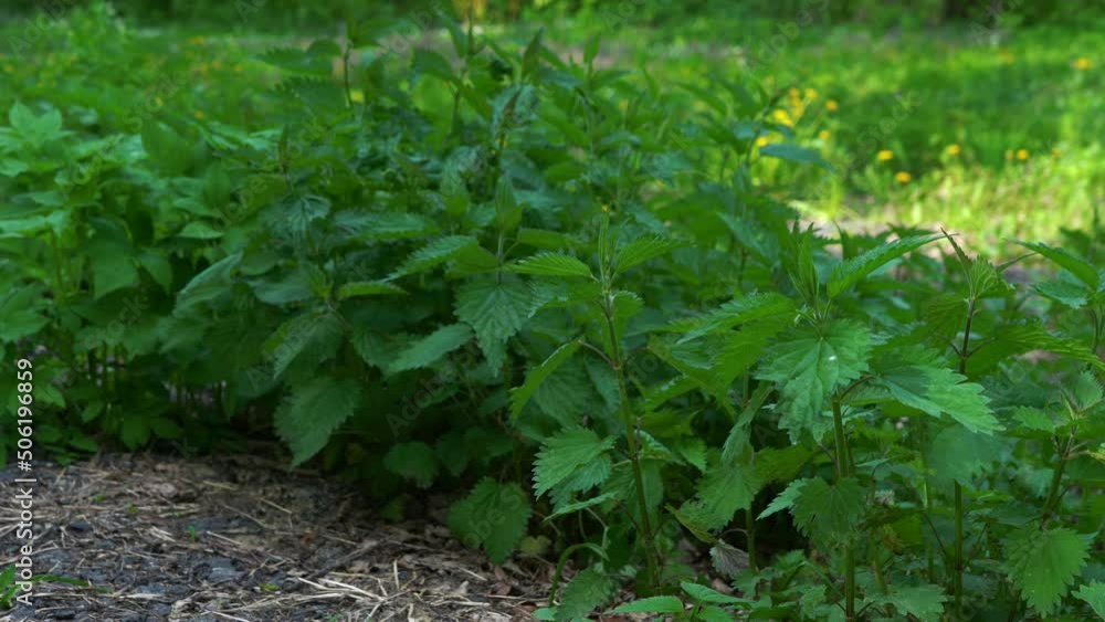 nettle grows in a clearing near the road. 4k frame nettle grows in a clearing near the road. 4k frame