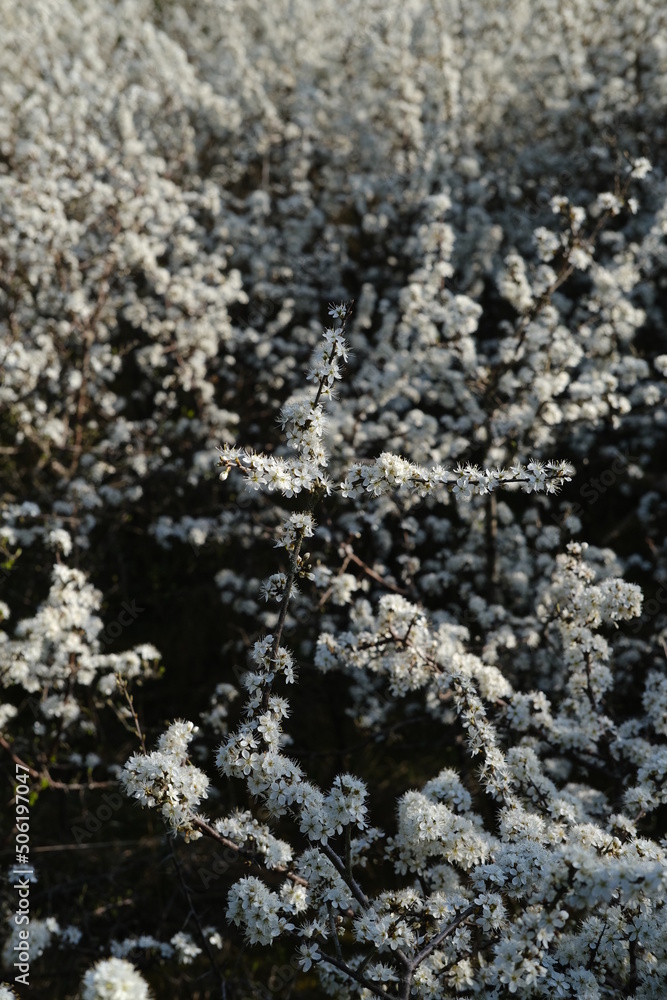 Nature near Sarzeau during the spring. France, March 2022. Nature near Sarzeau during the spring. France, March 2022.
