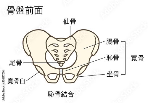 骨盤の前面、寛骨、仙骨、腸骨、恥骨、坐骨、名称あり