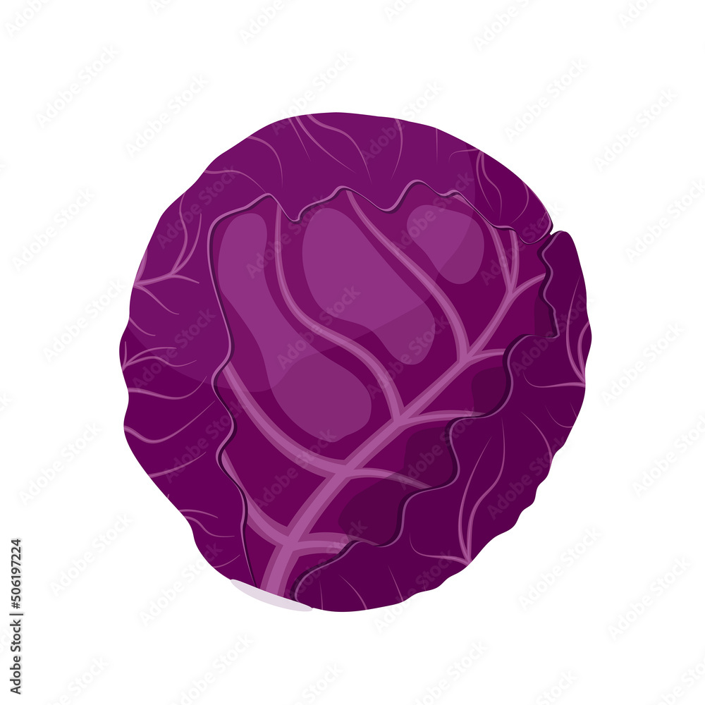 Red cabbage, flat style vector illustration isolated on white background Red cabbage, flat style vector illustration isolated on white background