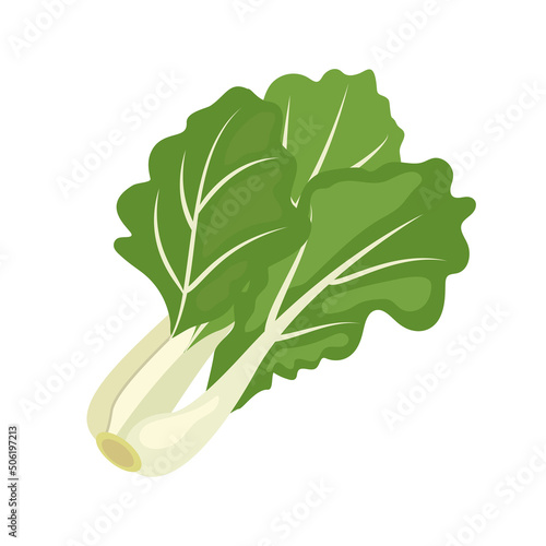 Bok choy or Pak Choi (Chinese cabbage), flat style vector illustration isolated on white background