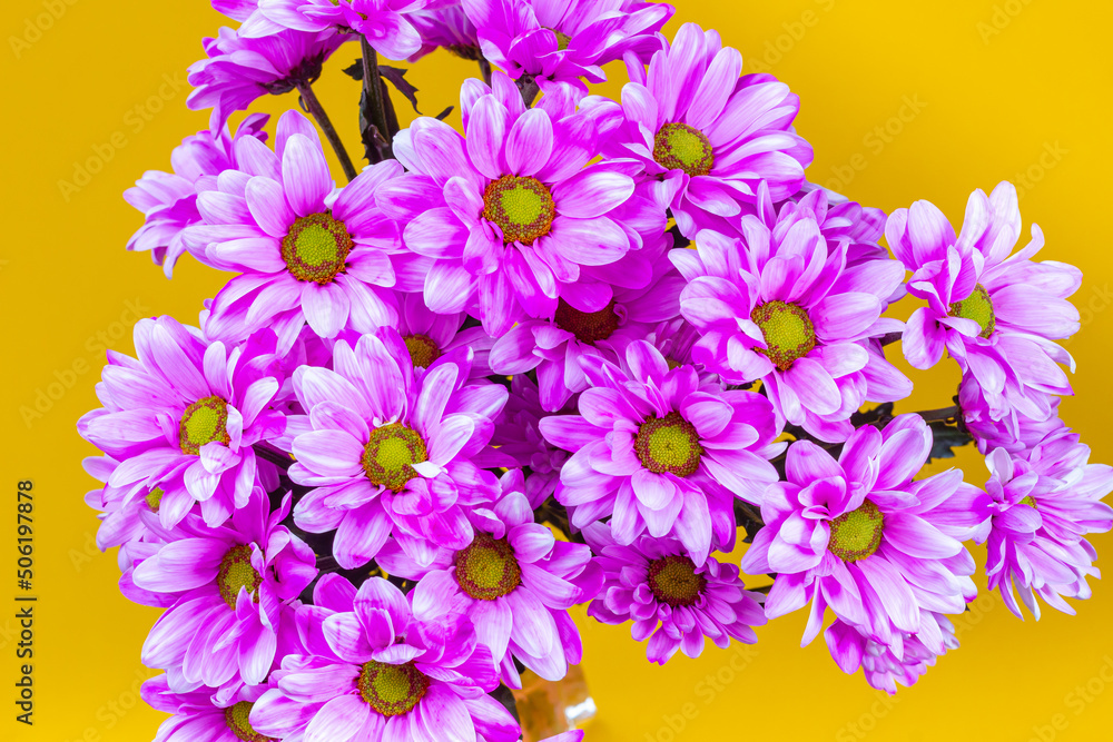 Flowering pink chrysanthemums on yellow background with copy space. Bush chrysanthemums, top view