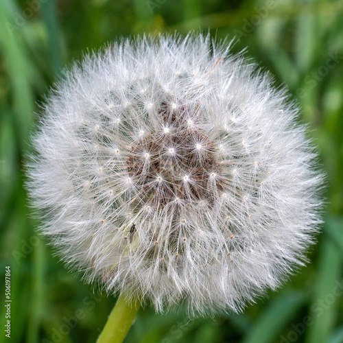 Pusteblume