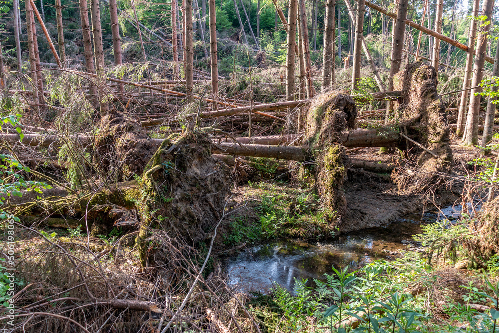Sturmschaden im Wald Sturmschaden im Wald