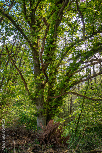 verwunschener Baum © FLeiPhoto.de