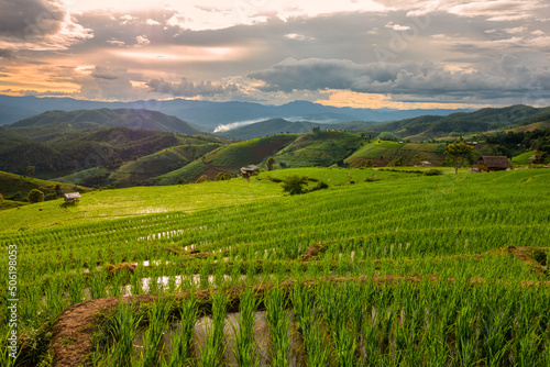 Rice terrace fields at Pa Bong Piang village Chiang Mai, Thailand.