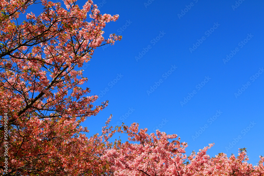 Beautiful spring wild Himalayan cheery blossom blooming on the trees with clear blue sky background at park garden Tokyo, Japan. Pink Sakura flower bushes with copy space. Beauty of flora, Botanical. Beautiful spring wild Himalayan cheery blossom blooming on the trees with clear blue sky background at park garden Tokyo, Japan. Pink Sakura flower bushes with copy space. Beauty of flora, Botanical.