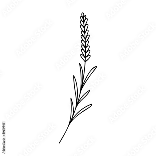 Hand drawn plant element, twig, flower isolated on a white background. Doodle, simple outline illustration. It can be used for decoration of textile, paper.
