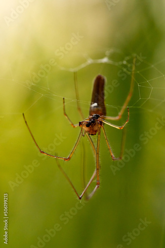 Spider on his web with a small prey