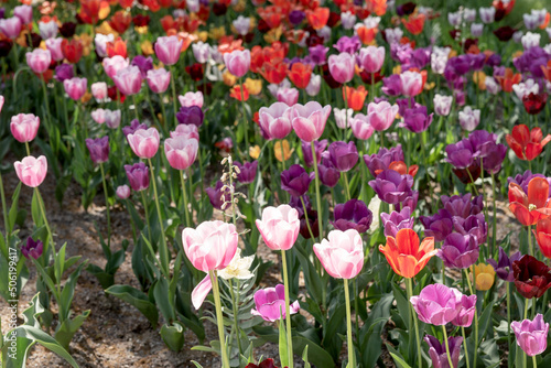 Tulips with different types and colors in the park	