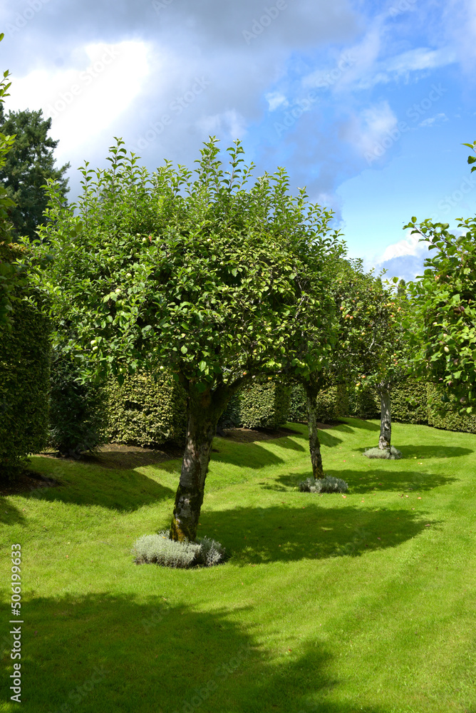 arbres fruitiers arbres fruitiers