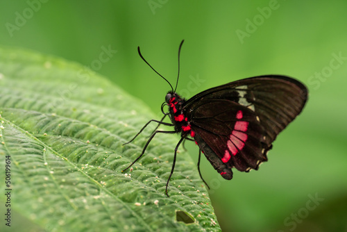 close-up of a butterfly with a red and black wings and body perched on a leaf
