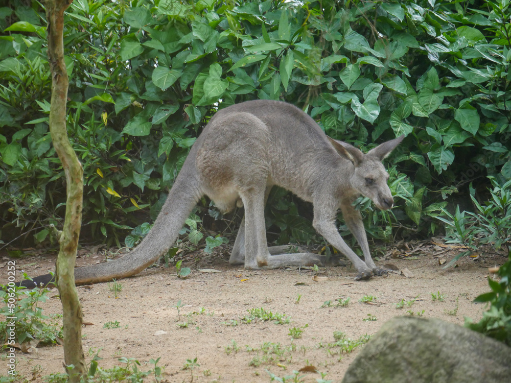 Eastern Grey Kangaroo : The eastern grey kangaroo (Macropus giganteus) is a marsupial found in the eastern third of Australia Eastern Grey Kangaroo : The eastern grey kangaroo (Macropus giganteus) is a marsupial found in the eastern third of Australia