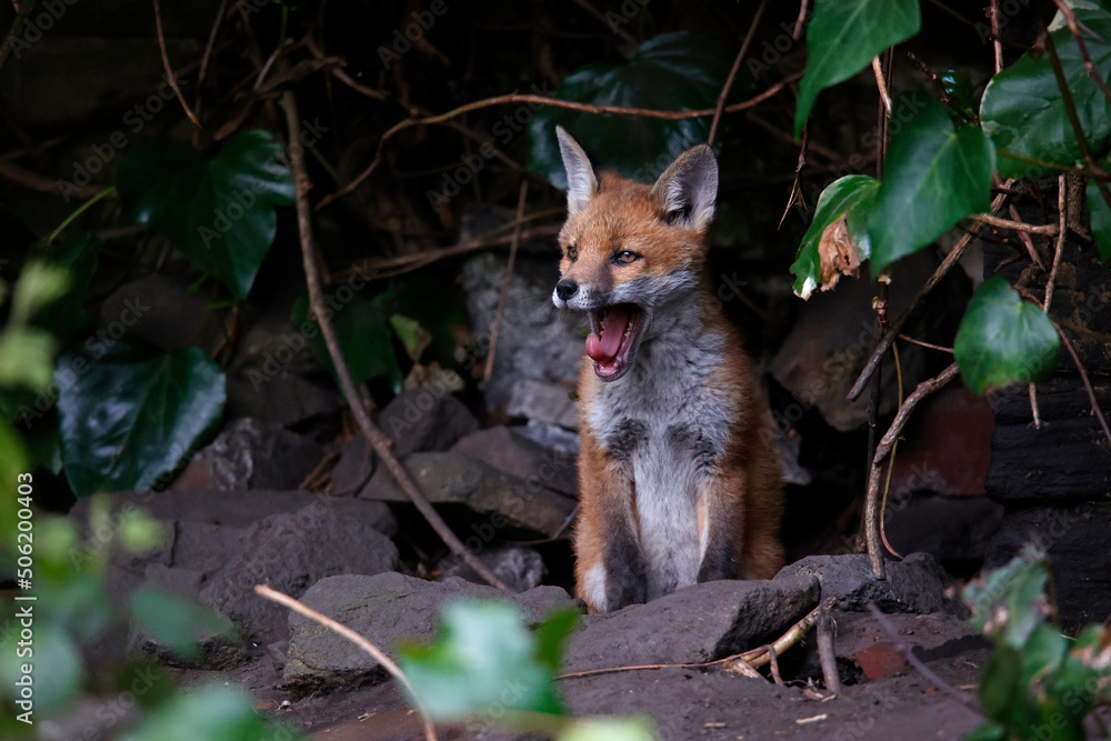 Fototapeta premium Urbn fox cubs exploring the garden