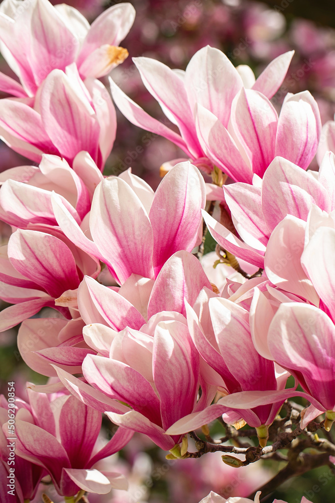magnolia tree blossom in springtime. tender pink flowers bathing in sunlight. warm may weather. Blooming magnolia tree in spring, internet springtime banner. Spring floral background.