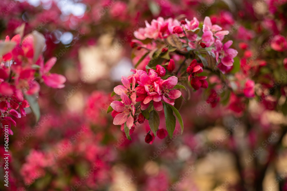 spring flower blossom trees, sakura, cherry, apple tree spring flower blossom trees, sakura, cherry, apple tree