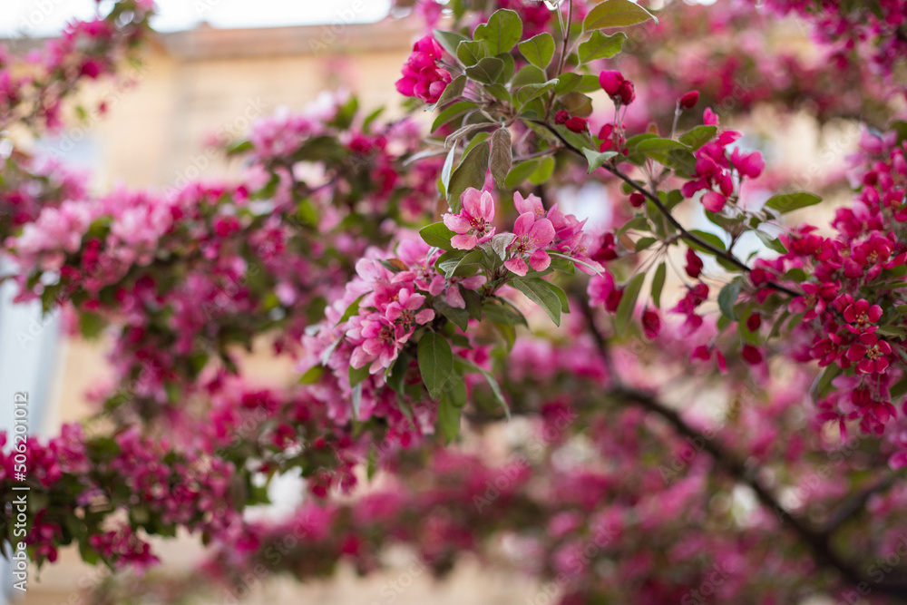 spring flower blossom trees, sakura, cherry, apple tree spring flower blossom trees, sakura, cherry, apple tree