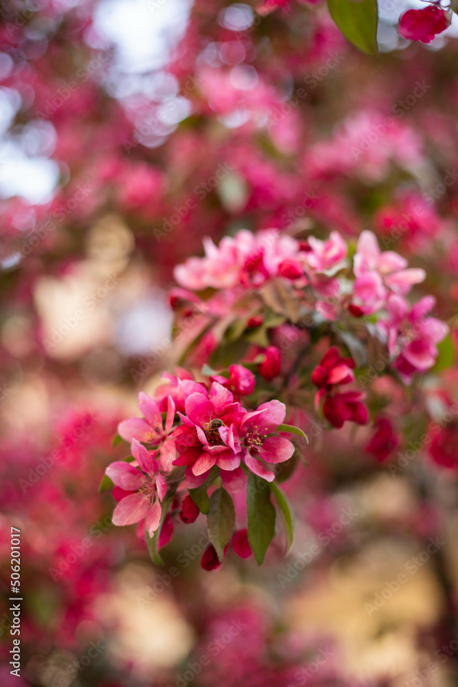 spring flower blossom trees, sakura, cherry, apple tree spring flower blossom trees, sakura, cherry, apple tree