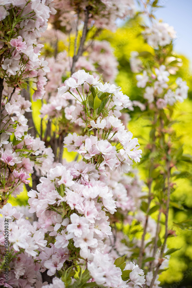 spring flower blossom trees, sakura, cherry, apple tree spring flower blossom trees, sakura, cherry, apple tree