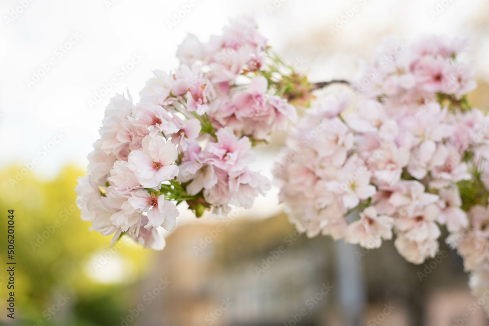 spring flower blossom trees, sakura, cherry, apple tree spring flower blossom trees, sakura, cherry, apple tree
