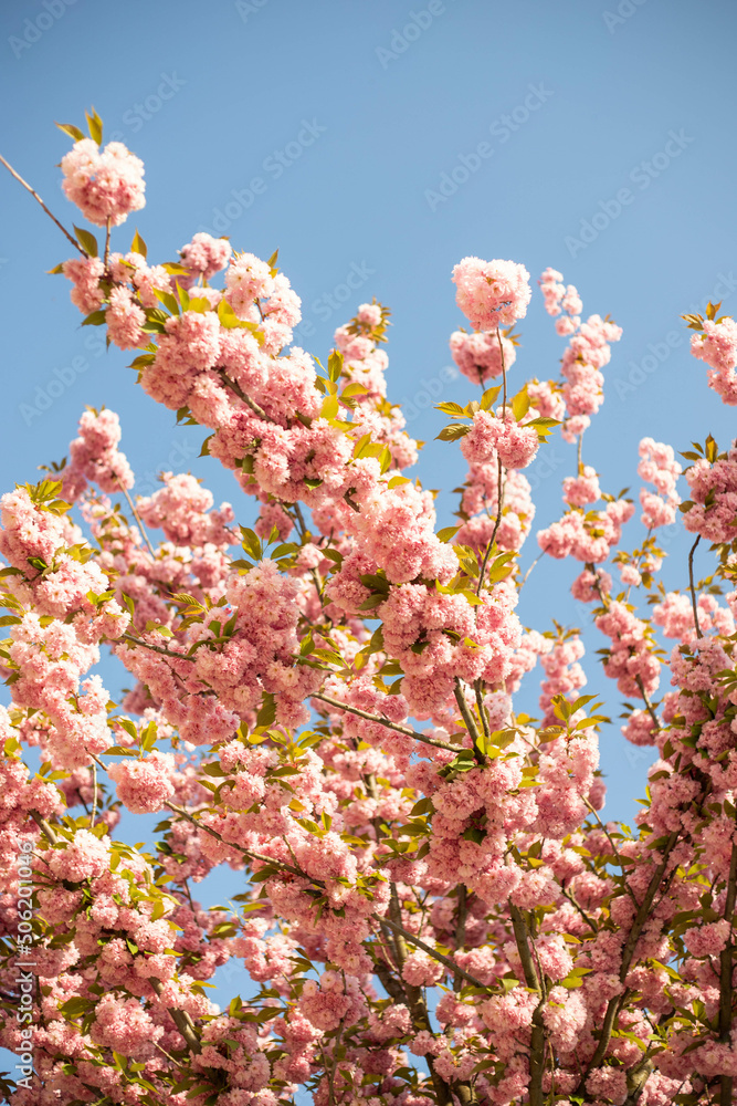 spring flower blossom trees, sakura, cherry, apple tree