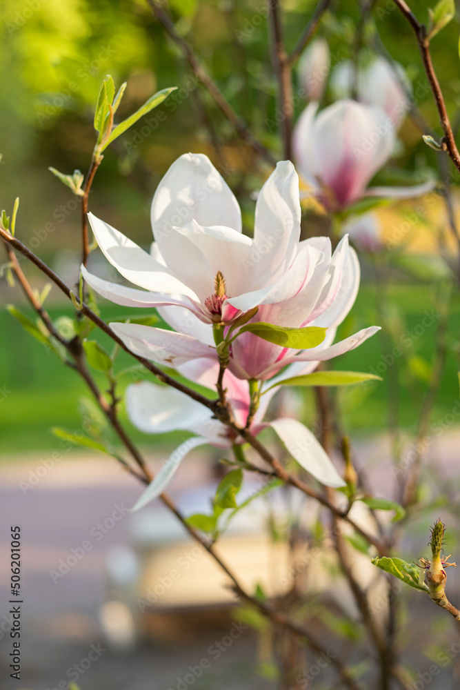 Obraz premium spring flower blossom trees, sakura, cherry, apple tree