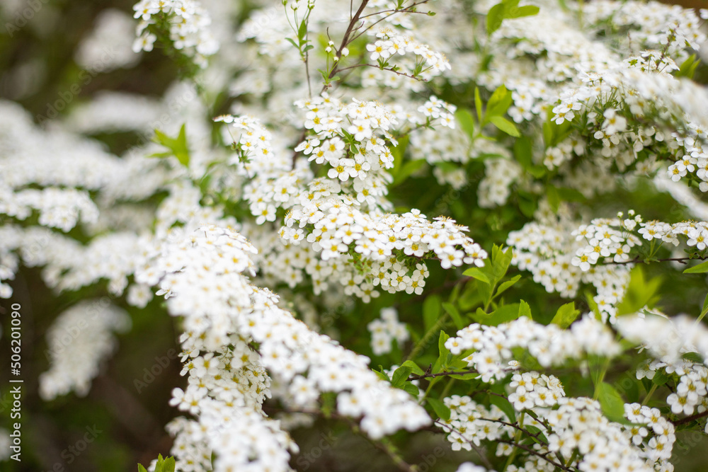 spring flower blossom trees, sakura, cherry, apple tree spring flower blossom trees, sakura, cherry, apple tree