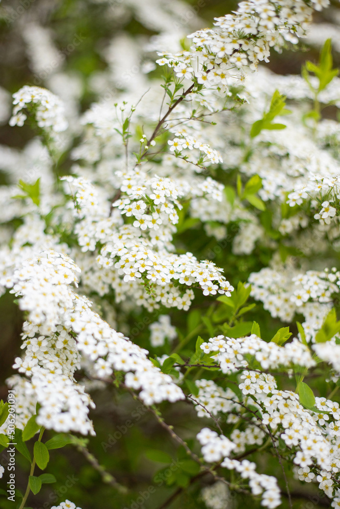 spring flower blossom trees, sakura, cherry, apple tree spring flower blossom trees, sakura, cherry, apple tree
