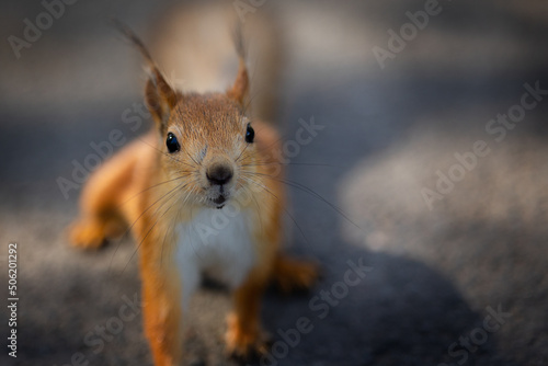Squirrel sits on ground and looks at camera. Sammer color of animal. High quality photo