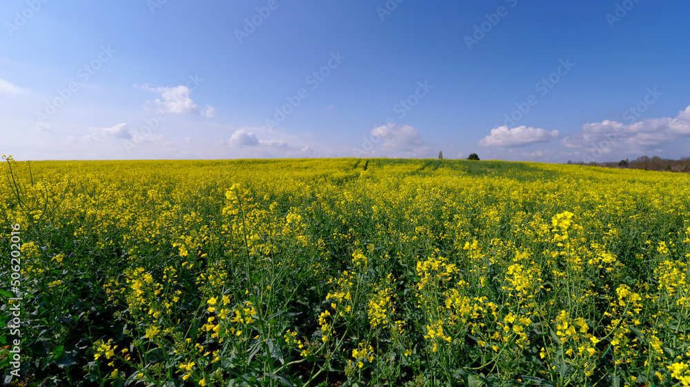Blooming colza field in the French Gatinais Regional Nature park
