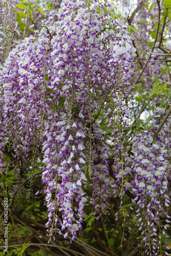 Wisteria blossom in springtime. close up of beautiful Wisteria flower at Garden. warm may weather. Blooming wisteria in spring, internet springtime banner. Spring floral background.