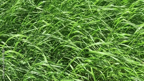 Beauty by Nature - Green Grass Animated Background Texture, Farm Pasture Closeup Summer Freshness Landscape