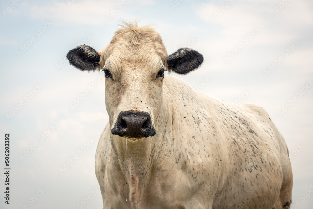 Portrait of a white cow with black speckles and ears looking curiously at the photographer. Several flies are on its nose. The photo was taken on a slightly cloudy day in the Dutch spring season.