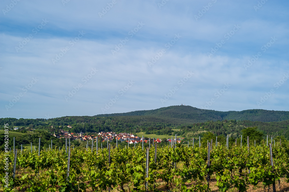 vineyard in palatinate