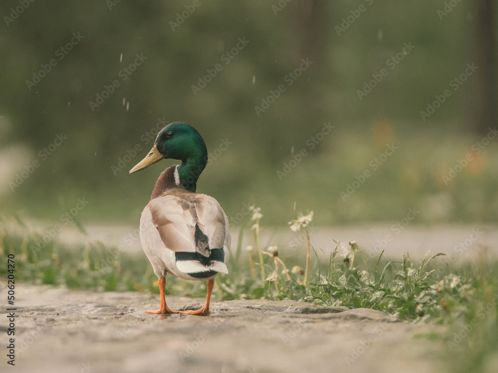 Obraz premium duck anas