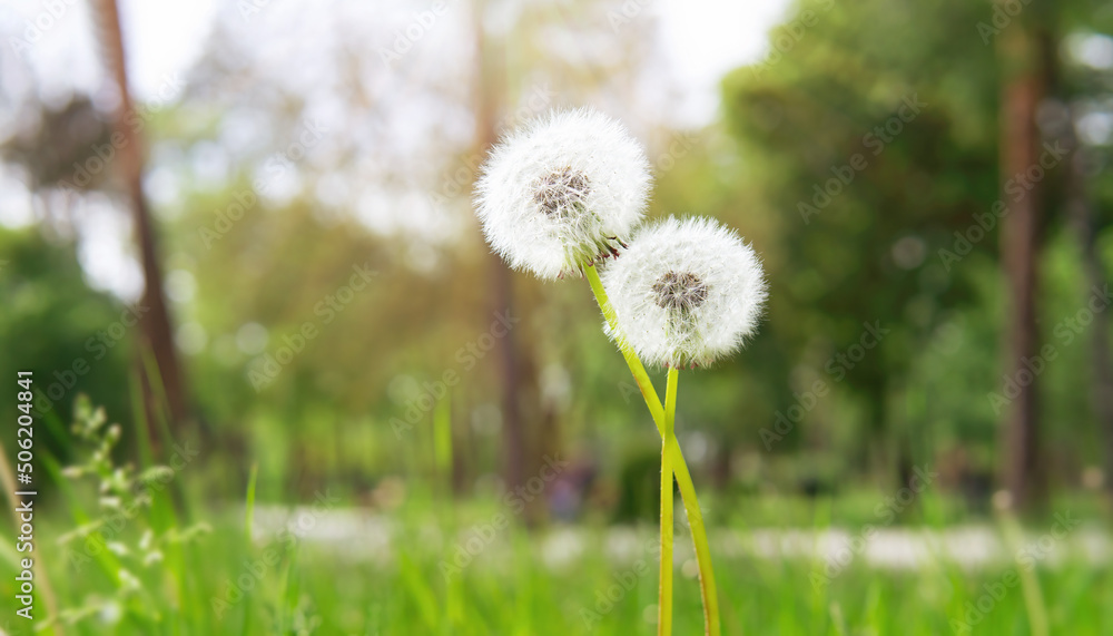Pair of intertwined dandelions outdoors Pair of intertwined dandelions outdoors