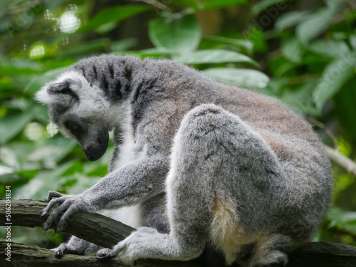 Fototapeta Naklejka Na Ścianę i Meble -  Ring-tailed lemur : The ring tailed lemur (Lemur catta) is a large strepsirrhine primate and the most recognized lemur due to its long, black and white ringed tail.