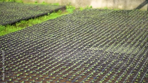Irrigation of cabbage, broccoli and cauliflower rosads in black plastic pallets. Growing food, rural industry