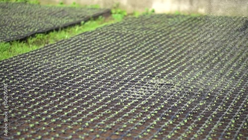 Irrigation of cabbage, broccoli and cauliflower rosads in black plastic pallets. Growing food, rural industry
