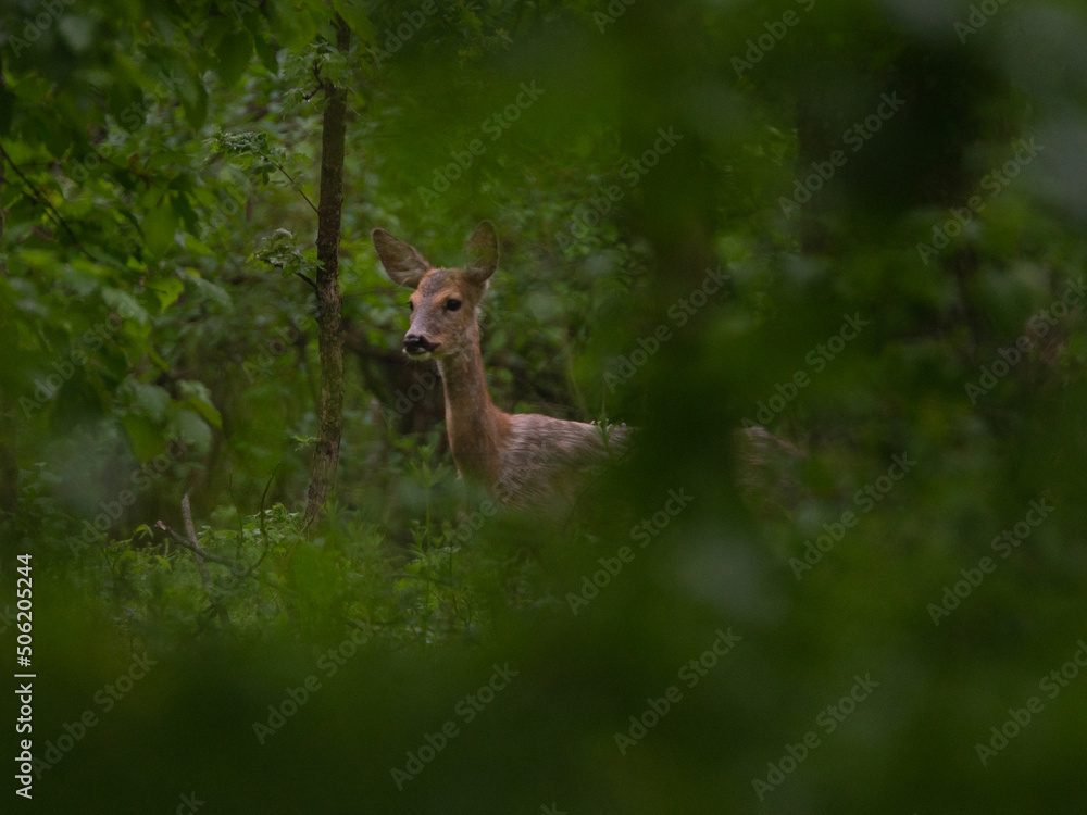 Fototapeta premium deer in the woods