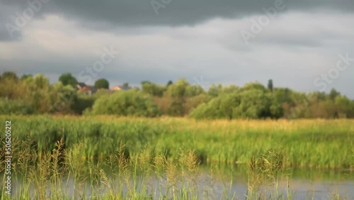 Beautiful countryside landscape in summer. Green grass against the background of green sky and nature