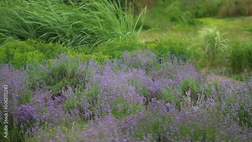 Blooming lavender close up. Beautiful purple flowers in the field