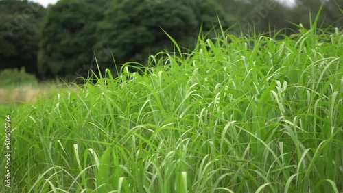 Grass close-up. Early summer morning in the meadow. Dew in the sun