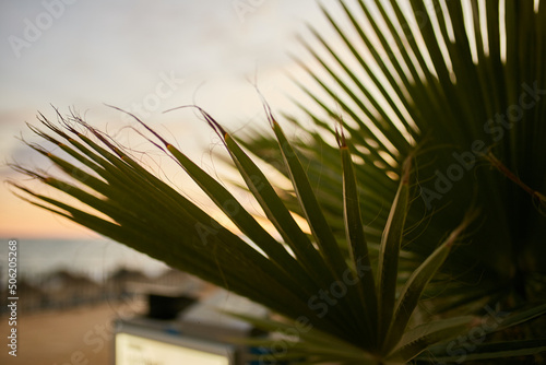 Palm leaves. Palm leaves on sky background.  