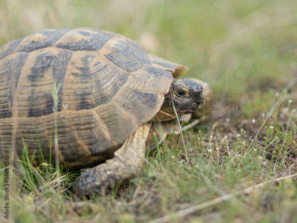 turtle on the grass