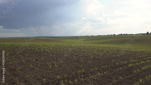 Green field with corn. Rows of young germinated plants. Agricultural industry. Beautiful summer rural landscape
