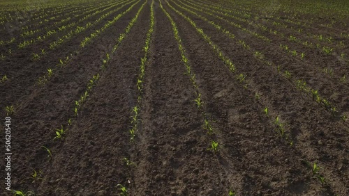 Green field with corn. Rows of young germinated plants. Agricultural industry. Beautiful summer rural landscape