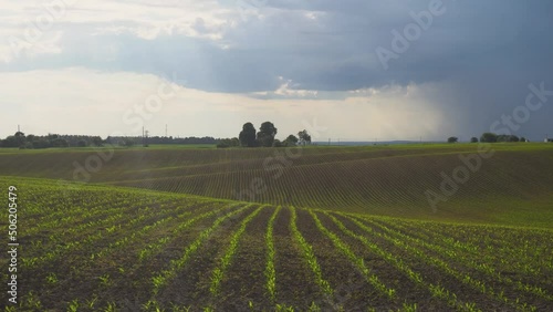 Green field with corn. Rows of young germinated plants. Agricultural industry. Beautiful summer rural landscape