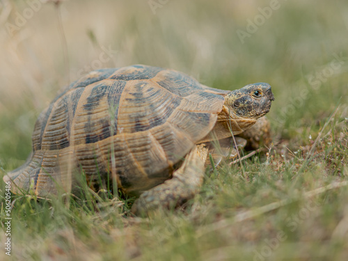 turtle on the grass © Alexandru
