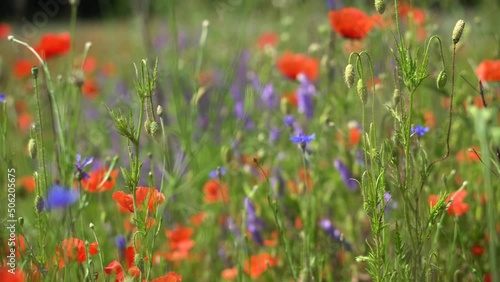 Red poppies bloom in a wild field. Background of beautiful flowers